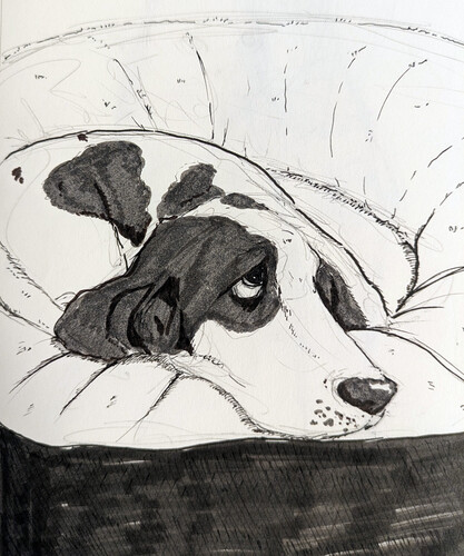 Harry the Basset Hound